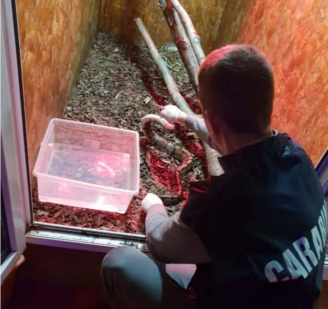 MARTINSICURO: METTE IN VENDITA PITONE REALE, DENUNCIATO 52ENNE