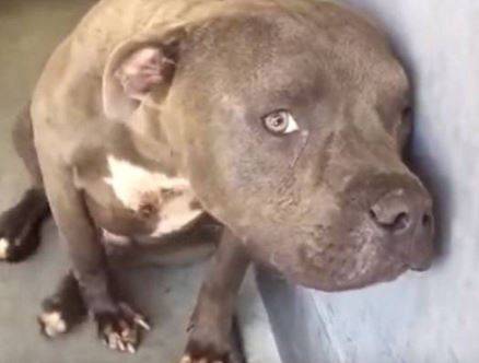 MONTESILVANO: PITTBULL RECLUSI IN CATENE E DENUTRITI, DENUNCIATO PROPRIETARIO 22ENNE