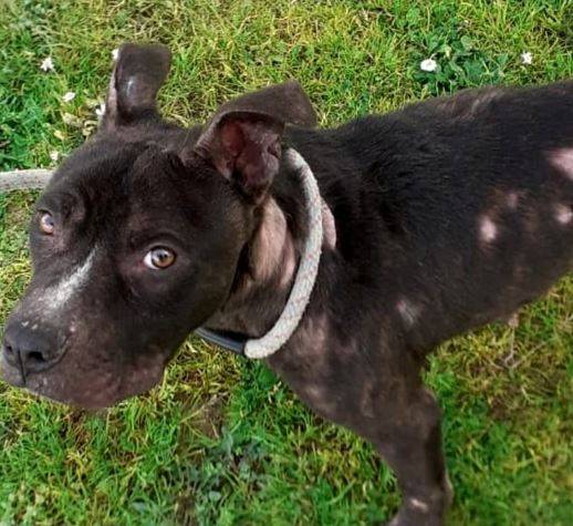QUATTRO PITBULL DENTRO BOX AUTO A RANCITELLI, DENUNCIATO 45ENNE PESCARESE
