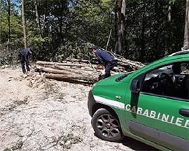 PNALM: TAGLIO DEL BOSCO ABUSIVO, DENUNCIATO TITOLARE DITTA