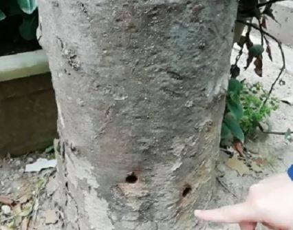 PESCARA: MANI IGNOTE BUCANO E AVVELENANO  PLATANI DI VIA BUOZZI