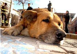 L’AQUILA: I CANI DEL CENTRO DIVIDONO: ”C’E’ DEGRADO”, ”NO LA SPORCIZIA E’ UMANA”