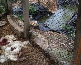 INCURSIONE DELL’ORSO NEI POLLAI DI INTRODACQUA, STRAGE DI GALLINE E PAPERE