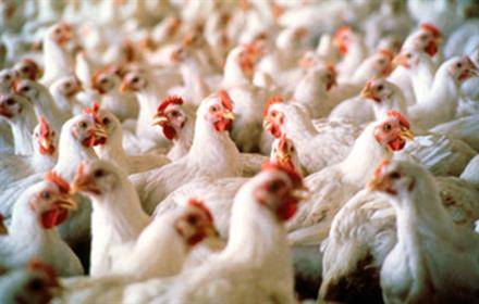 FILIERA AVICOLA MOLISANA: AMADORI VINCE GARA PUBBLICA E SI AGGIUDICA I BENI