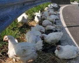 TIR SI RIBALTA SU A14, STRAGE DI POLLI E TRAFFICO IN TILT