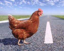RUBANO PENNUTI E MOTOZAPPA, ARRESTATI LADRI DI GALLINE