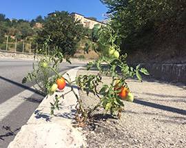 L’AQUILA: UNA PIANTA DI POMODORI SPONTANEA AL CIRCUITO DI COLLEMAGGIO