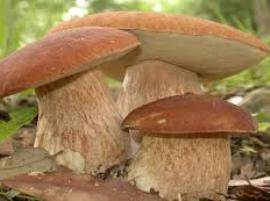 L’AQUILA: MANGIANO FUNGHI VELENOSI, RICOVERATI CONIUGI