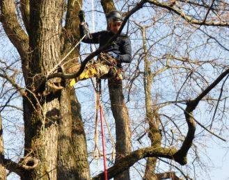 PINETO: AL VIA CORSO DI FORMAZIONE PER POTATURA ALBERI MONUMENTALI