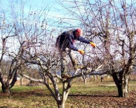 AVEZZANO: CORSO DELLA CONFARTIGIANATO PER TECNICHE POTATURA FRUTTETI