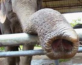 TATUAGGIO AMBIZIOSO E DOLOROSO: PROBOSCIDE D’ELEFANTE SUL PENE