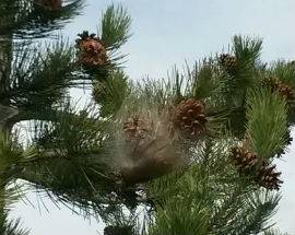 PROCESSIONARIA: SEGNALAZIONI  A POGGIO PICENZE, ALLARME ANIMALI
