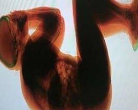 FIUMICINO: TURISTA SI ADDORMENTA SU RULLO PORTABAGAGLI, SCANSIONATO AI RAGGI X