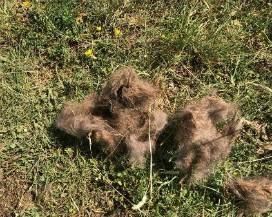 PESCASSEROLI: TROVATI RESTI DI CUCCIOLO D’ORSO NEL BOSCO