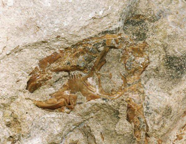 FOSSILI E GROTTE IN ABRUZZO: DOMENICA 3 NOVEMBREA SAN VALENTINO IL CONVEGNO SULLA PALEONTOLOGIA