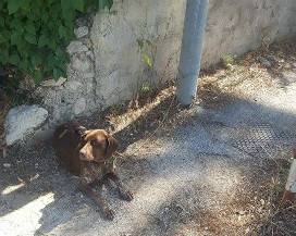 L’AQUILA: CANE LEGATO A PALO DELLA LUCE, MUNICIPALE TROVA PROPRIETARIO