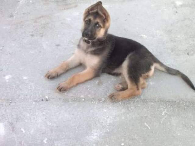 CANE MUORE ASFISSIATO NELLA NAVE, TIRRENIA SMENTISCE RESPONSABILITA’