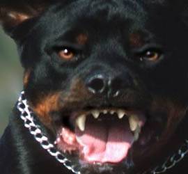 LORETO APRUTINO: UNA 26ENNE MORSA IN VOLTO DA ROTTWEILER