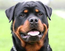 BIMBA AGGREDITA DA ROTTWEILER, TRE INDAGATI ALL’AQUILA
