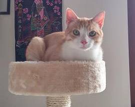 L’AQUILA: SI E’ PERSO IL GATTO RYO, APPELLO PER IL SUO RITROVAMENTO