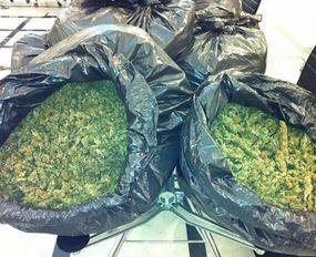 CHIETI: CERCATORE DI ASPARAGI TROVA SACCO CON 2  KG MARIJUANA