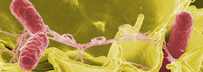 L’AQUILA SALMONELLA IN ACQUE IRRIGUE, ANALISI ANCHE IN VALLE PELIGNA