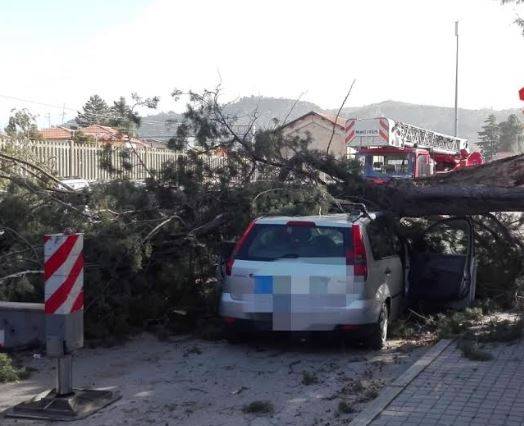 MALTEMPO: VENTO FORTE, ALBERO CADE SU AUTO, UOMO IN OSPEDALE