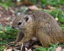 SI PERDE NEL BOSCO, SOPRAVVIVE 19 GIORNI MANGIANDO SCOIATTOLI E LUCERTOLE