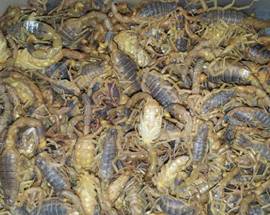 CINESE SCOPERTO ALL’AEROPORTO CON 600 SCORPIONI IN VALIGIA