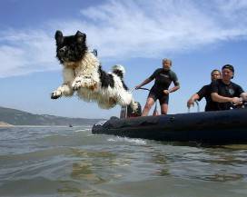 CANI A LEZIONE DI SALVATAGGIO IN MARE, AL VIA NUOVI CORSI TRA FRANCAVILLA E ORTONA