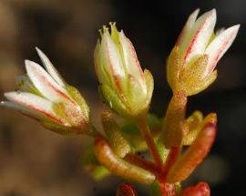 SCOPERTA UNA NUOVA PIANTA A CAMPO FELICE, E’ IL SEDUM AQUILANUM