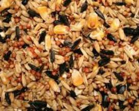 AGRICOLTURA: IN ABRUZZO ‘SEME CERTIFICATO’ PER PASTA E PANE MADE IN ITALY