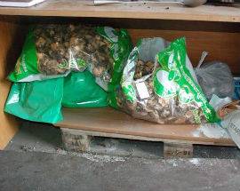 MAXI SEQUESTRO DI CIBI MADE IN CHINA: INDAGINI TRA ABRUZZO E LAZIO