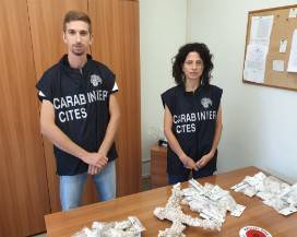 OPERAZIONE ‘LOW COST’ CONTRO COMMERCIO ILLEGALE CORALLO IN ABRUZZO: CINQUE CITTADINI CINESI NEI GUAI