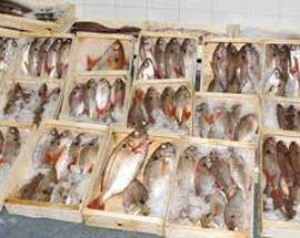 PESCE SCADUTO O ”TAROCCATO”, MULTE PER OLTRE 100MILA EURO