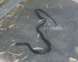 SERPENTE NERO SEMINA PANICO IN CENTRO A TERAMO: ANZIANO LO UCCIDE CON STAMPELLA
