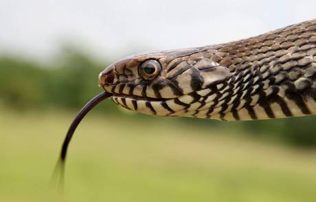 CHIETI: SPUNTA UN SERPENTE NELLA CABINA DI UN TIR, L’AUTISTA IN FUGA E TRAFFICO BLOCCATO SULLA STATALE 16