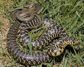 SERPENTE NELL’ARMADIO DELL’ASILO: PAURA A CASTEL DI SANGRO, SCATTANO RICERCHE