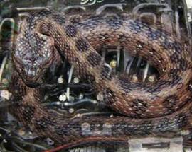 BASTIA UMBRA, TROVATO SERPENTE ENORME NEL MOTORE DI UN’AUTO