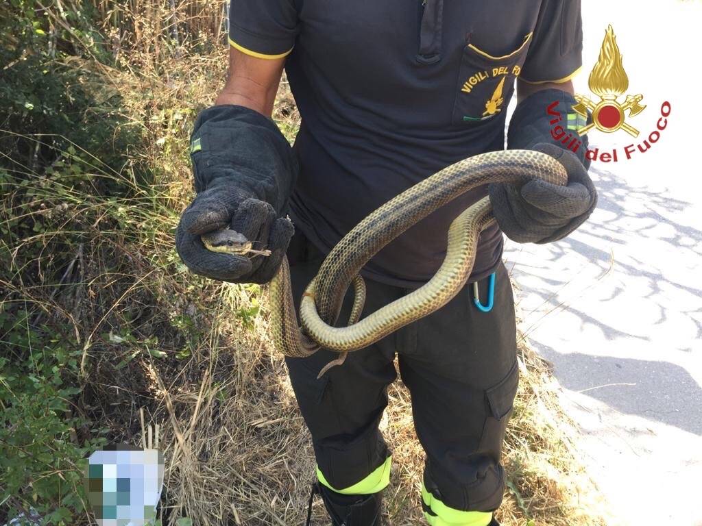 PESCARA, SERPENTE IN UN GARAGE: RECUPERATO E LIBERATO DAI VIGILI DEL FUOCO