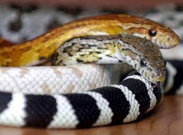 VIRUS CINA E’ ARRIVATO ALL’UOMO DAI SERPENTI, LO INDICA ANALISI MAPPA GENETICA