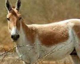 BECCATO A FARE SESSO CON UN’ASINA, LA DIFESA: ”ANIMALI PIU’ LEALI DEGLI UOMINI”