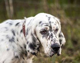SETTER E POINTER INVADONO CAMPO FELICE PER LE PROVE D’ECCELLENZA ENCI