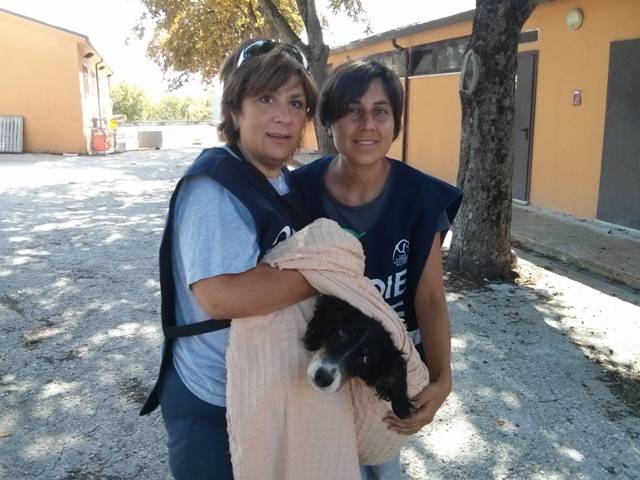 L’AQUILA: CANE ABBANDONATO FINISCE IN UN CANALE, SALVATO