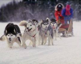 OVINDOLI: SLEDDOG, LO SPORT DEI CANI DA SLITTA DIVENTA SPETTACOLO