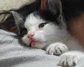 L’AQUILA: GATTINA ABBANDONATA IN UN PARCHEGGIO CERCA UNA FAMIGLIA