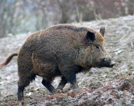 FORESTALE AGGREDITO DA CINGHIALE SALVATO DAL CANE SUL GRAN SASSO