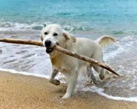 CANI IN SPIAGGIA: SENTENZA TAR, ”COMUNI NON POSSONO VIETARE ACCESSO”