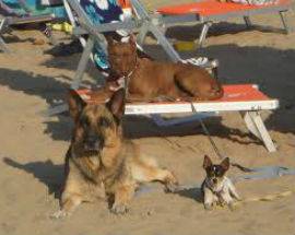UNICA BEACH: ARRIVA A GIULIANOVA LA DISOBBEDIENZA CIVILE ‘A 4 ZAMPE’