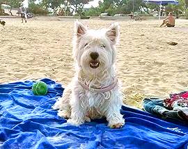 GIULIANOVA: SPIAGGIA PER CANI, I VIGILI COSTRETTI AD ANDARE VIA